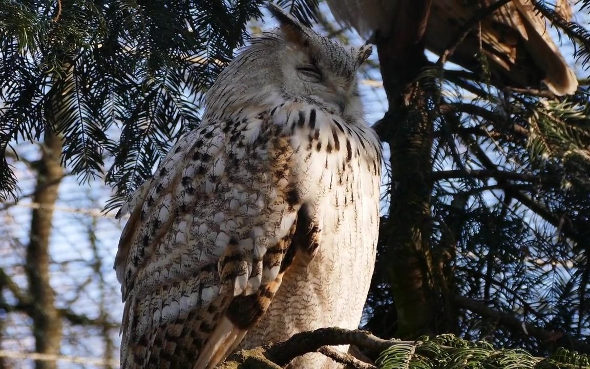 【西伯利亚雕鸮】大白天打瞌睡的不咕鸟——目前世界上最大的猫头鹰