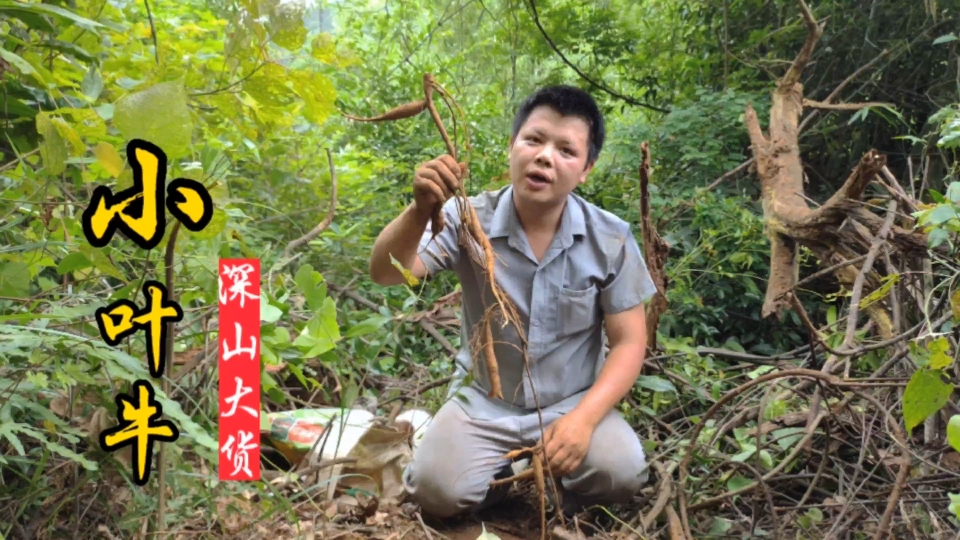 小叶牛大力被称为“南方小人参”,阴雨天碰数十年大货,发财了!哔哩哔哩bilibili