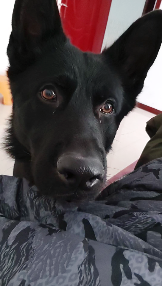 终于从这张大黑脸上看清楚这双明亮的大眼睛了!