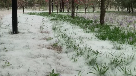 [图]4月柳絮纷飞如大雪！