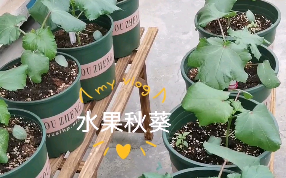 [图]水果秋葵种植记录——一个月零一天的秋葵居然有小花苞了，我也是有小菜园的人哦！后期会继续跟大家分享秋葵成长记录及种植心德滴(｡･ω･｡)ﾉ♡