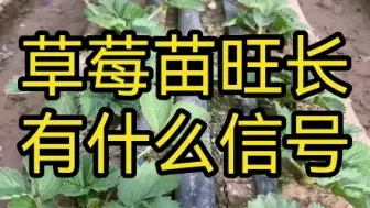 Descargar video: 草莓苗旺长有什么信号