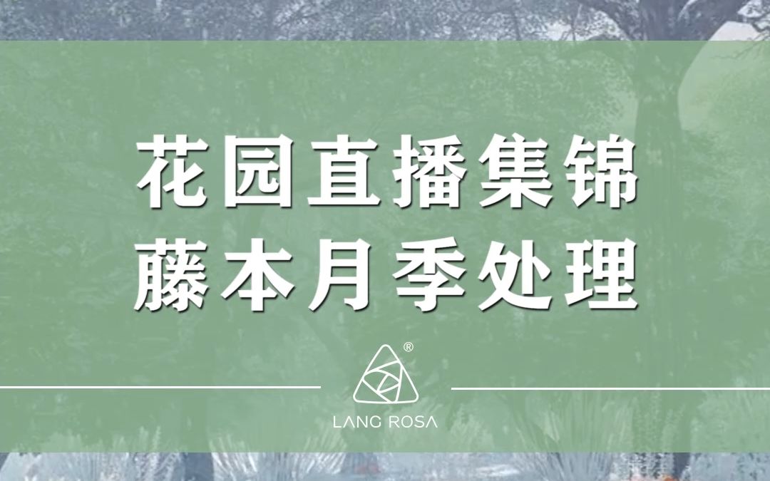 【天狼月季】花园直播集锦——藤本月季处理哔哩哔哩bilibili