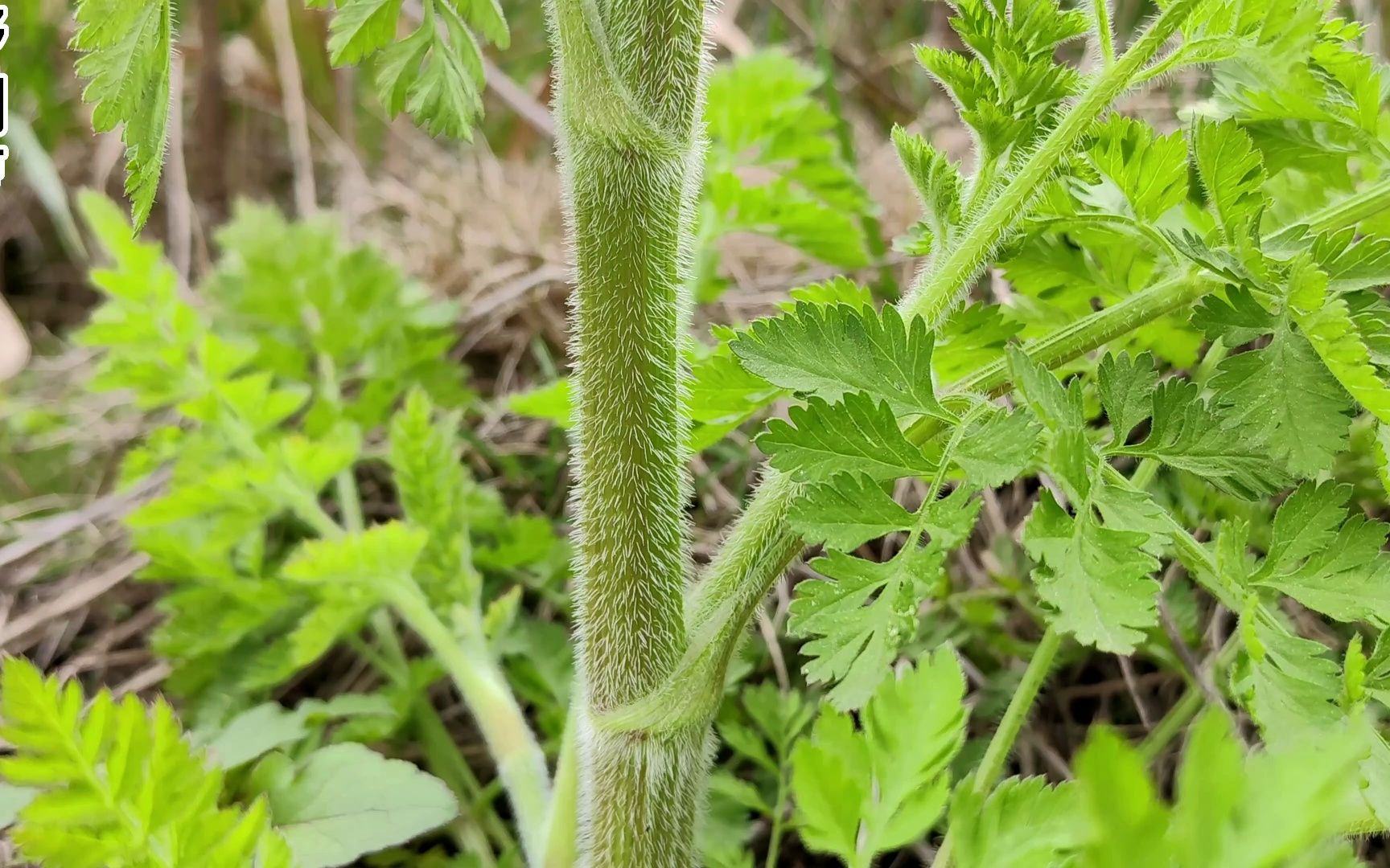 野胡萝卜是胡萝卜的祖先,它和著名本草植物蛇床子外形很像哔哩哔哩bilibili