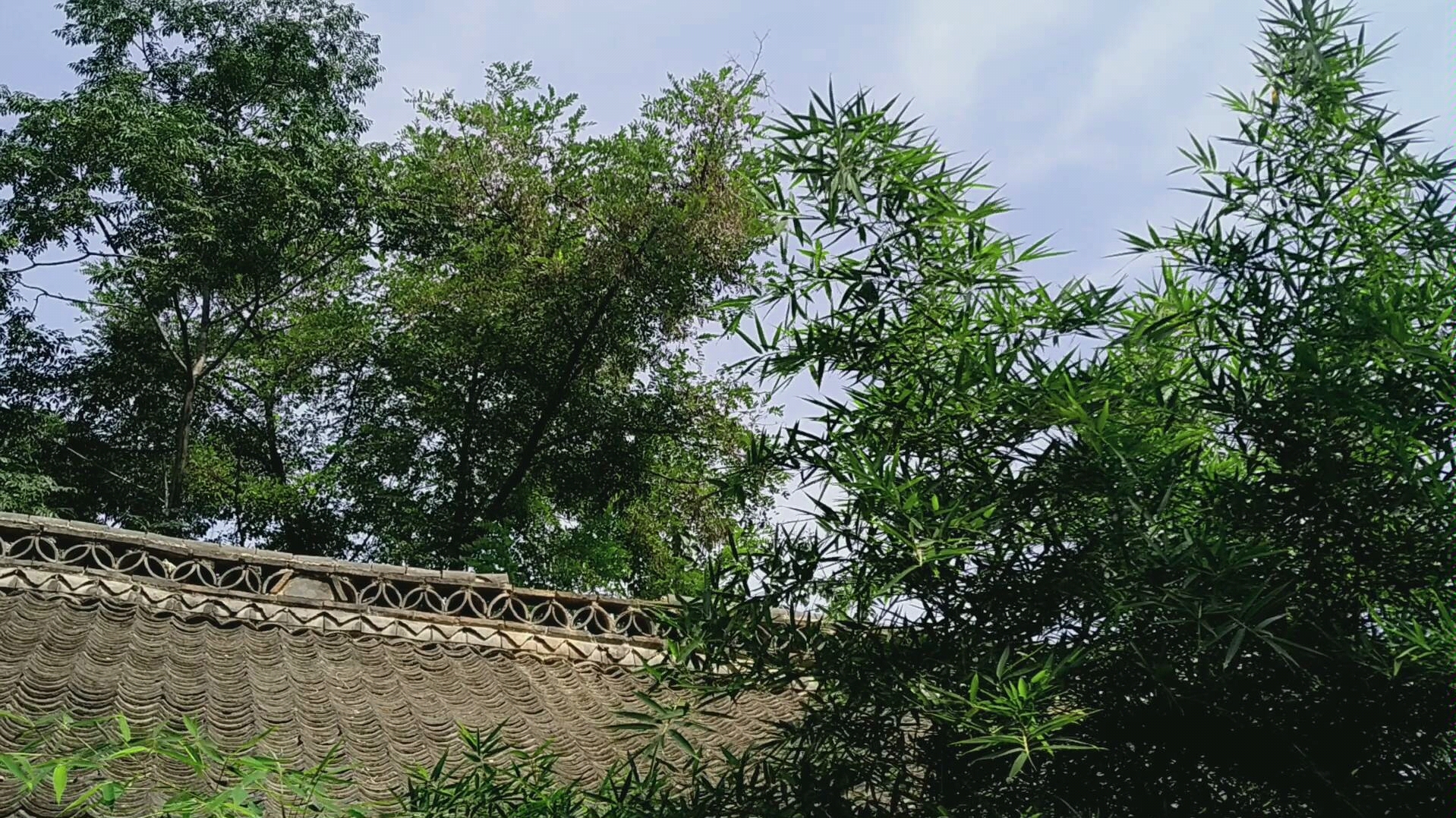 老家的老房子,竹子长得特别好看_哔哩哔哩 (゜-゜)つロ 干杯~-bili