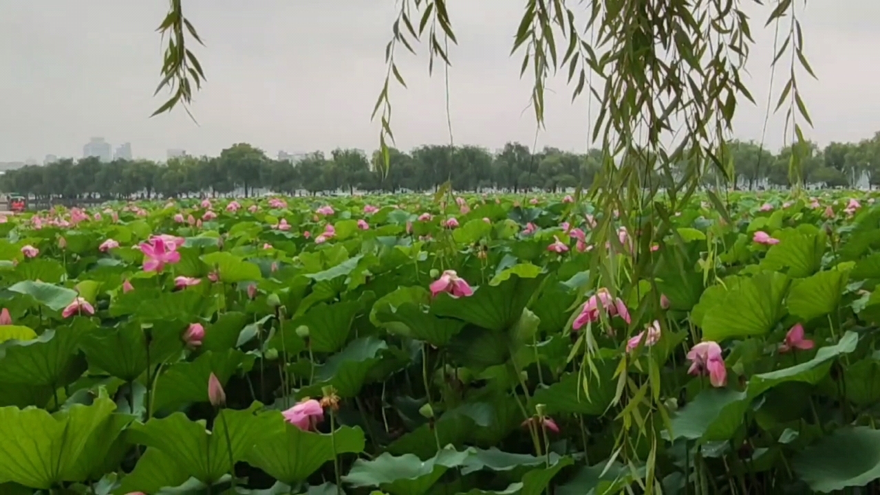 雨后的西湖,烟雨朦胧.一朵朵荷花,紧紧偎依在碧绿滚圆的荷叶旁,在轻柔的雨丝沐浴下,显得更加清秀雅洁妩媚可爱.哔哩哔哩bilibili