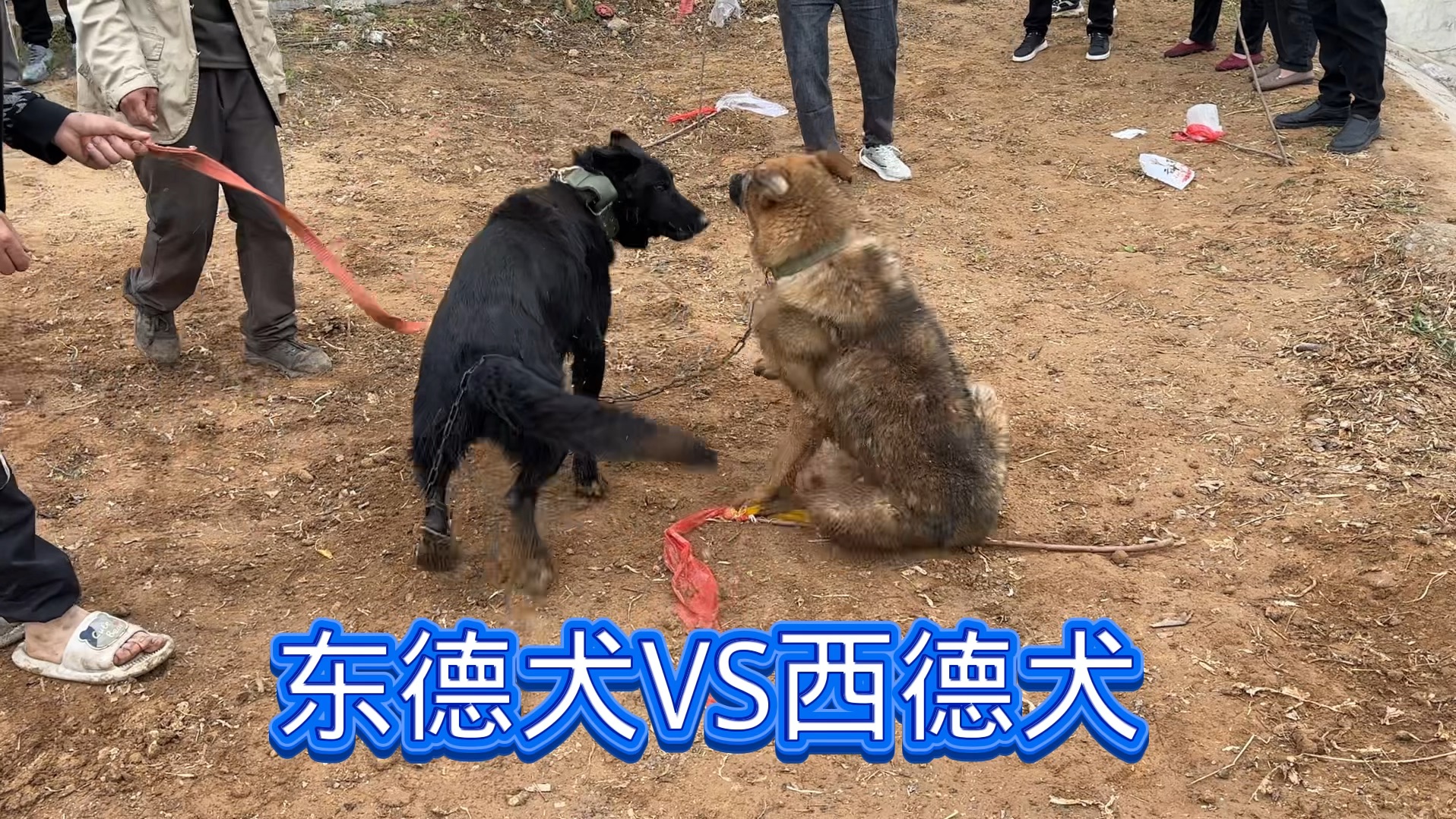 东德牧羊犬VS西德牧羊犬,河坑里的决斗,差距一目了然哔哩哔哩bilibili