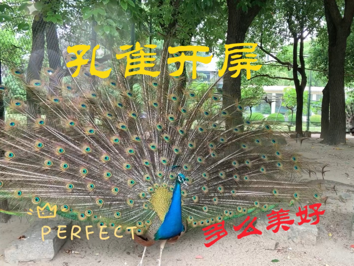 citywalk 孔雀开屏真美丽