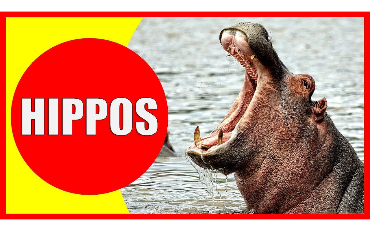 hippo men es图片