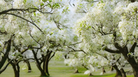 梨花落 演唱 刀郎