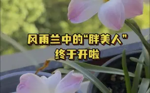 Download Video: 夏天看啥花？当然是风雨兰啦～不愧是我一直信赖的海妈家的胖丽丽，别的都没看到花，那么小一盆，它已经连着开两三朵了～#风雨兰 #我的阳台小花园 #养花人的乐趣