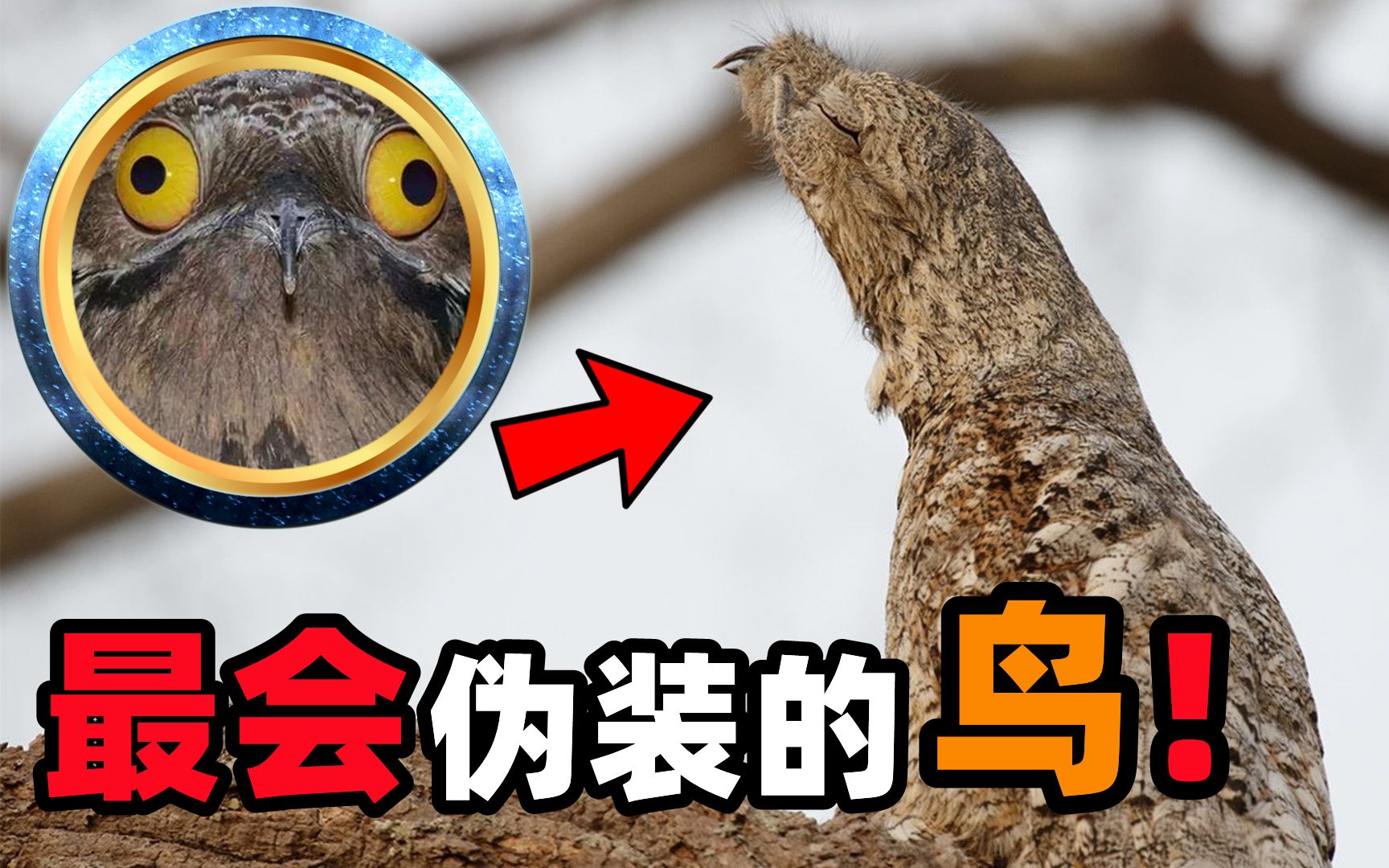 林鸱:鸟类伪装大师,依靠伪装成树的样子才得以生存!