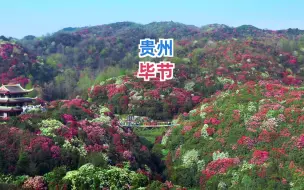 Скачать видео: 如果你要到贵州旅游，那一定不要错过花海毕节