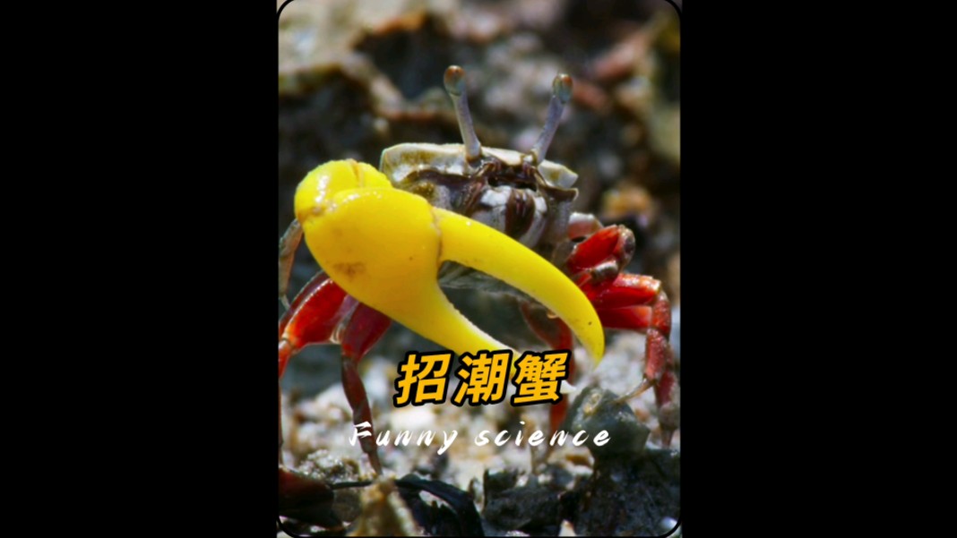 爱打羽毛球的招潮蟹