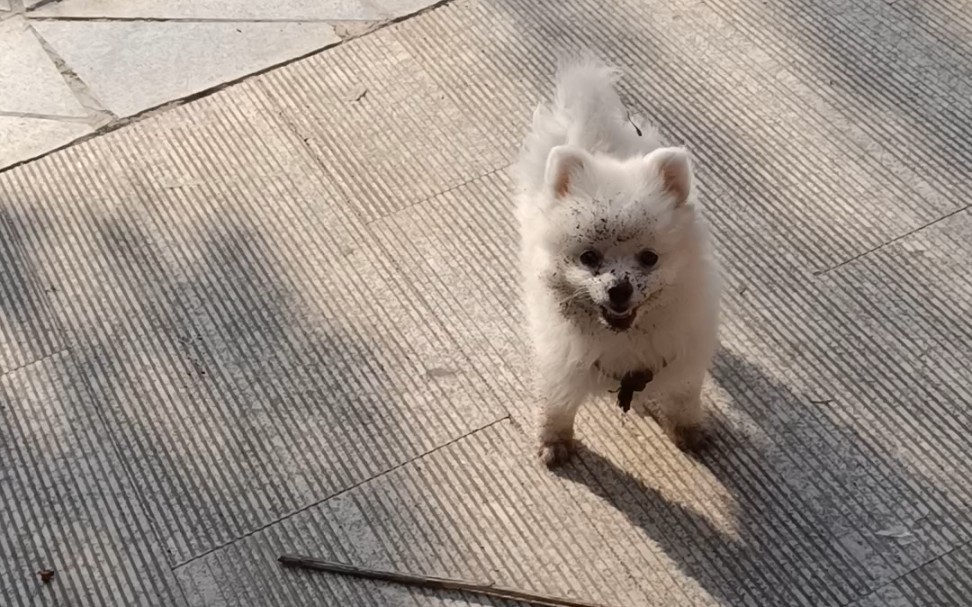 我养了一年多的洋桔梗终于有花骨朵了!