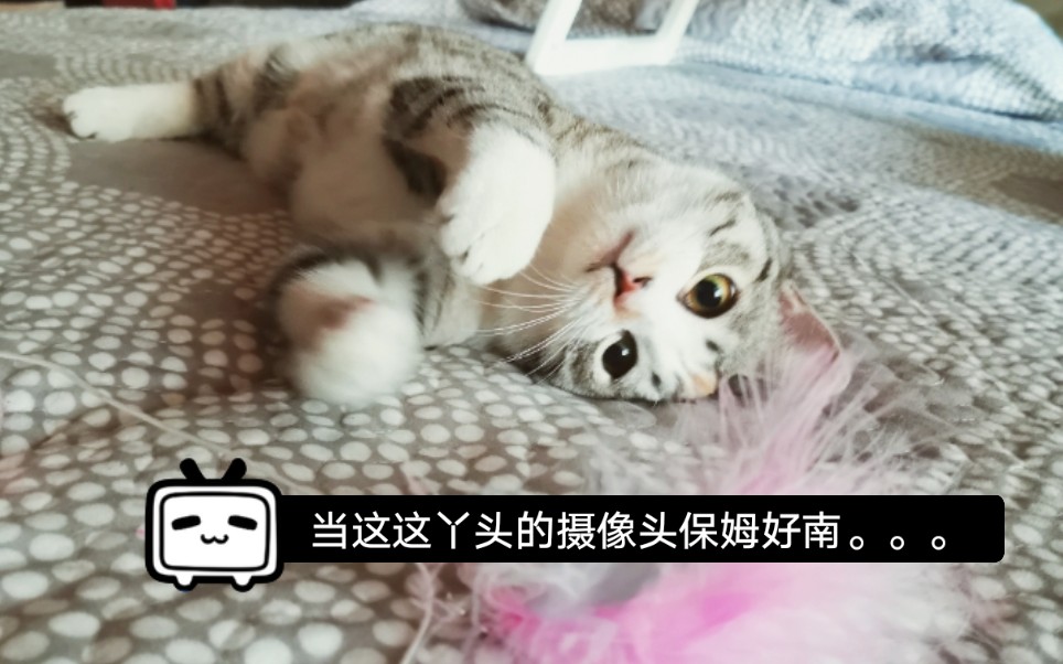 虎妞妞咕噜来啦哔哩哔哩bilibili