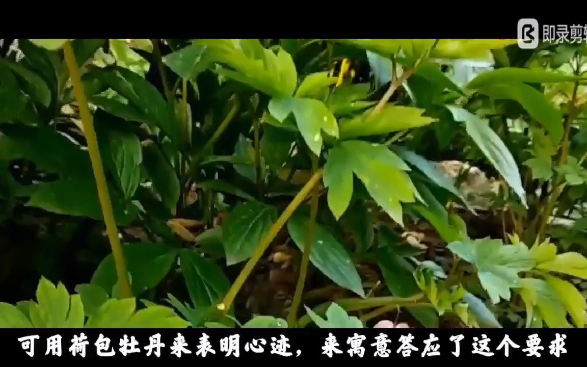 #奇妙的植物界#荷包牡丹哔哩哔哩bilibili