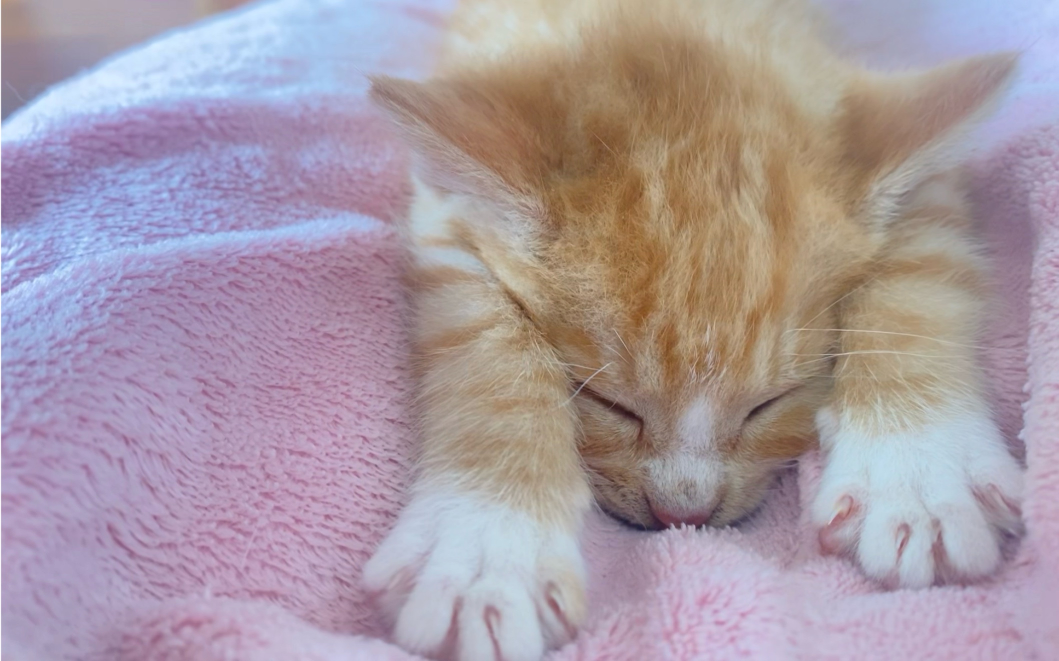 rua睡着的小猫咪的粉粉嫩嫩的爪抓