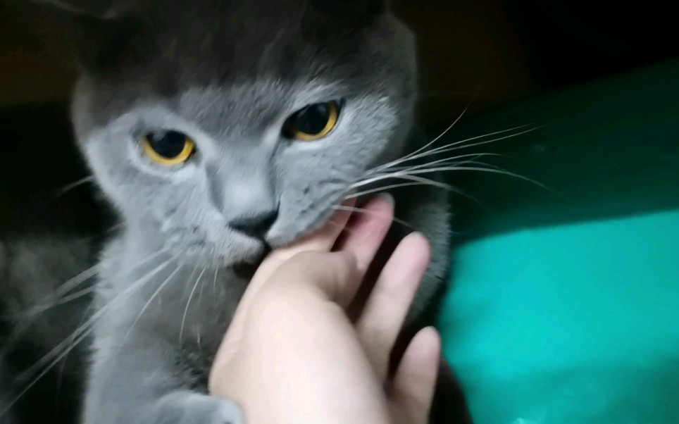 【为什么蓝猫叫蓝猫】要长大啦哔哩哔哩bilibili