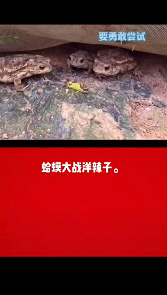 洋辣子:真的是癞蛤蟆想吃天鹅肉!白日做梦!9898