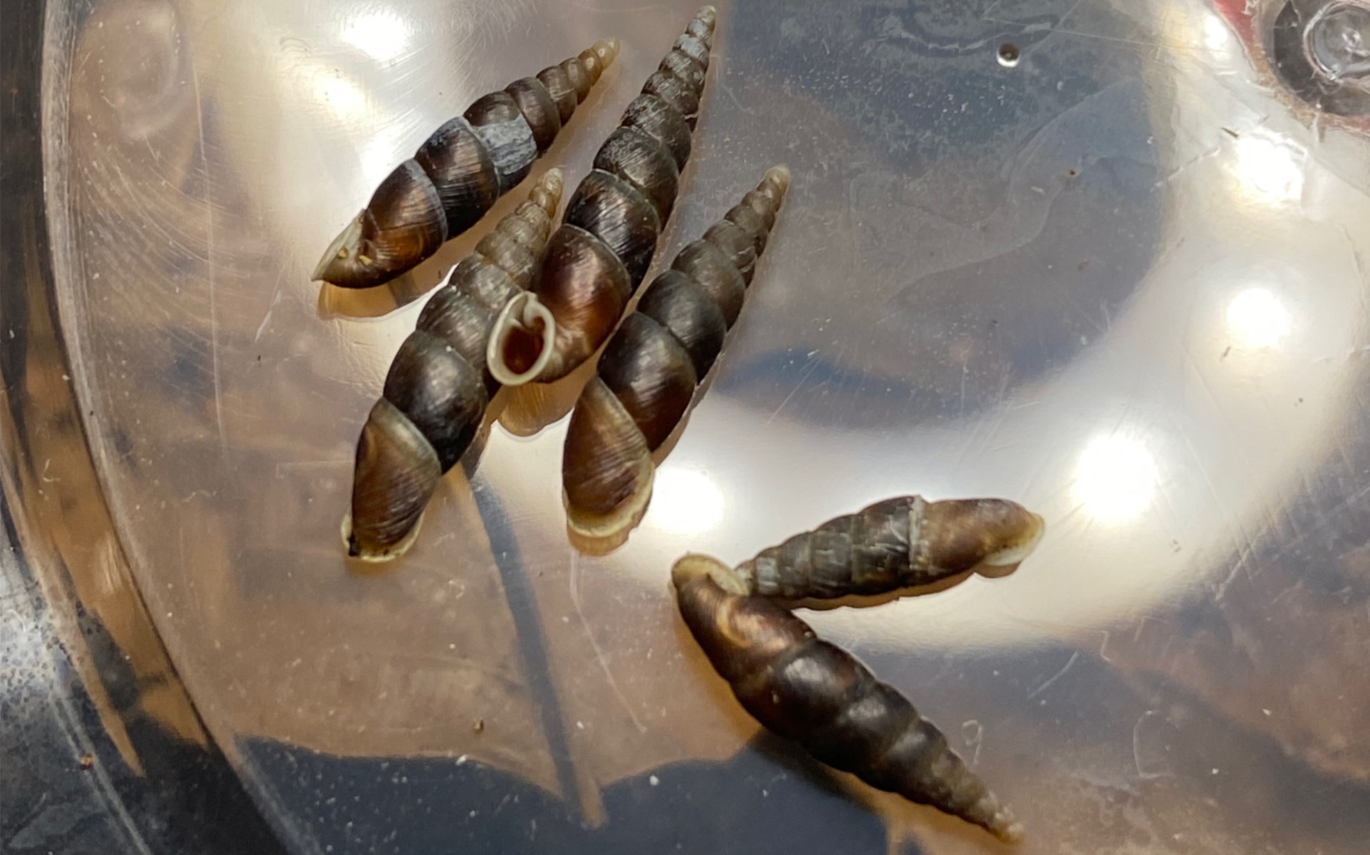 棘刺真管螺euphaedusa spinula_哔哩哔哩_bilibili