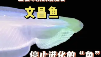 探索神奇的活化石文昌鱼