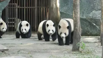 Скачать видео: 四喜丸子炸街，重重总是与众不同