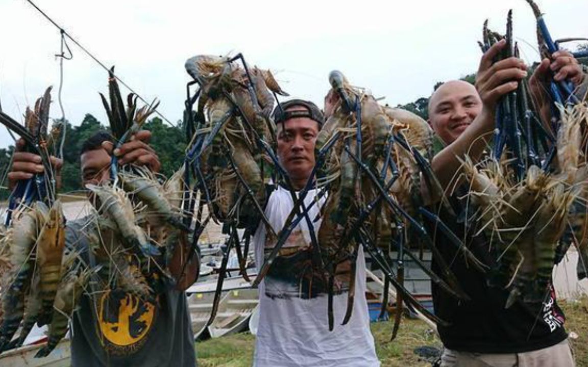 越南人快被逼疯虾王泛滥数量暴涨个头近1斤重