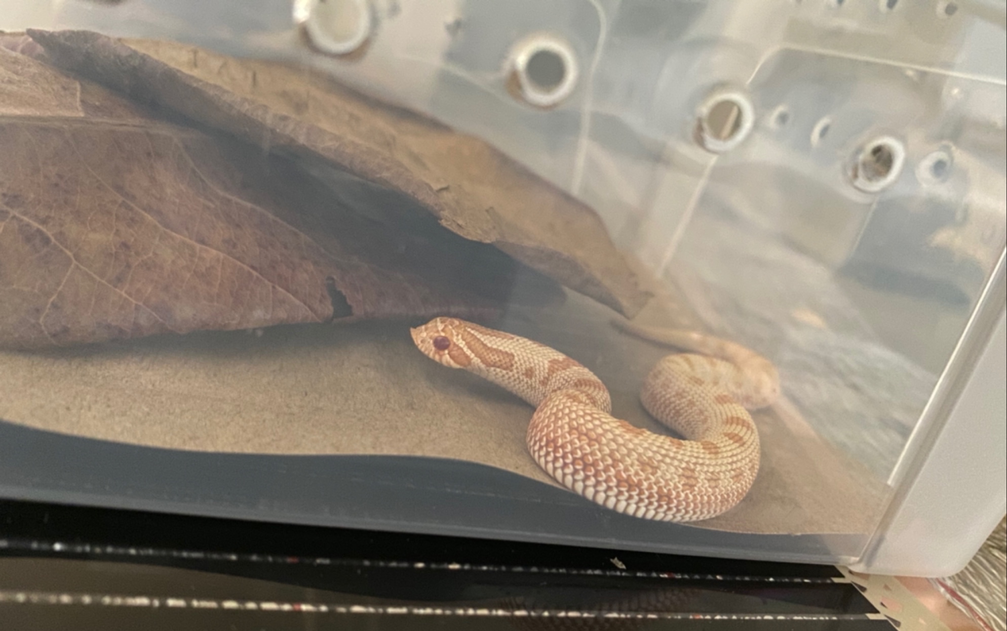 猪鼻蛇开箱 活体爬虫开箱