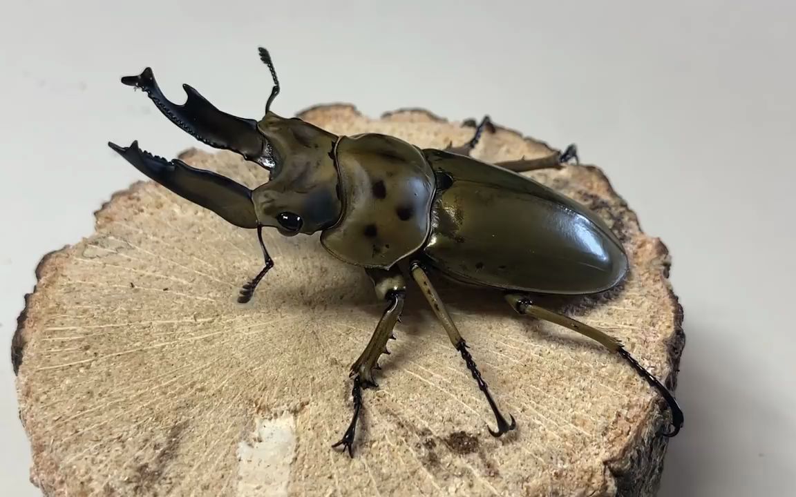 怎样才能培育出黄金の鬼锹形虫 好帅阿_哔哩哔哩_bilibili