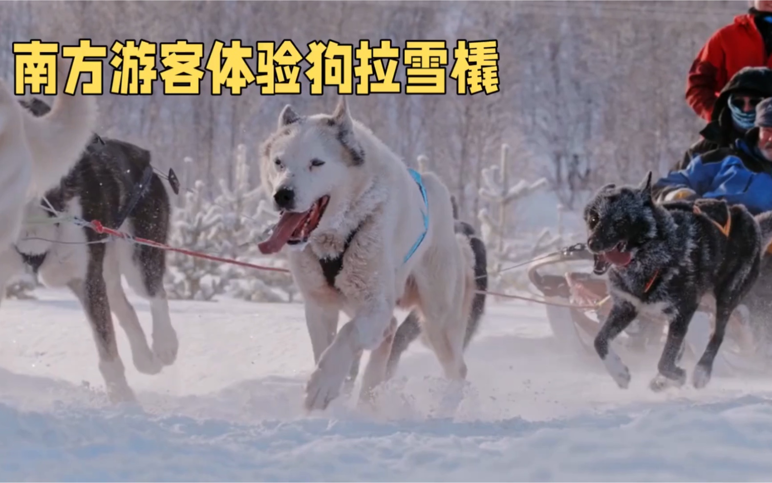 狗子拉雪橇被超車,背後的真相卻令人擔憂