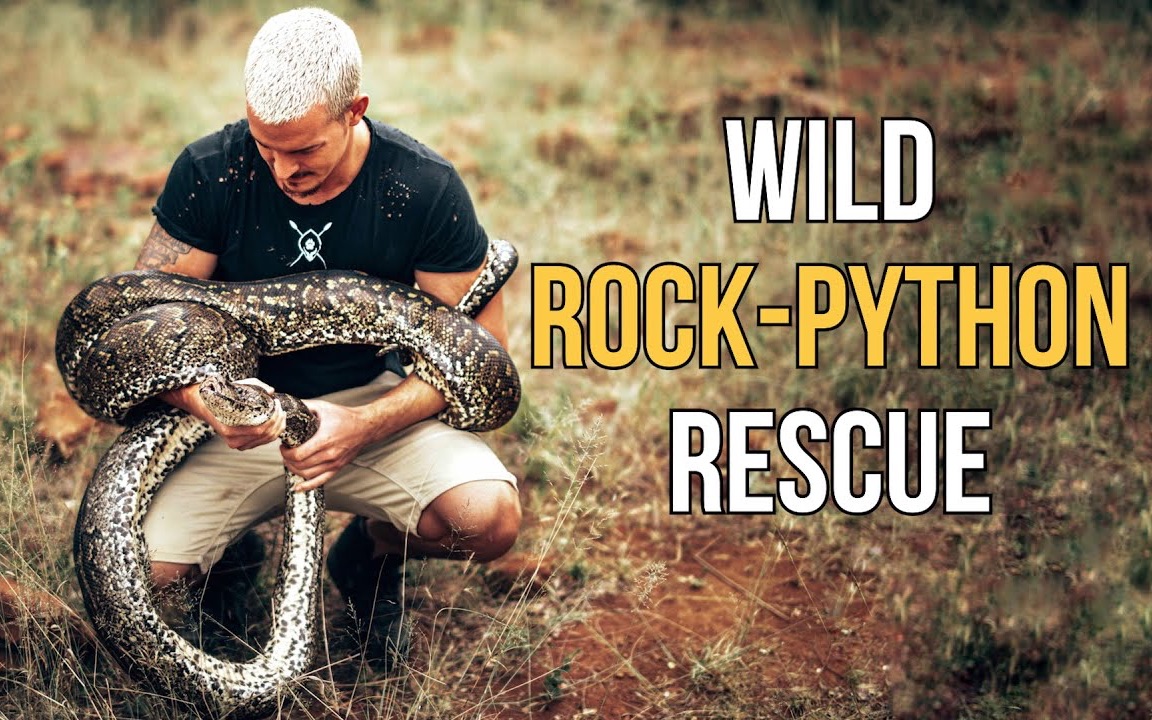 非洲岩蟒放生记「dean schneider」_哔哩哔哩_bilibili