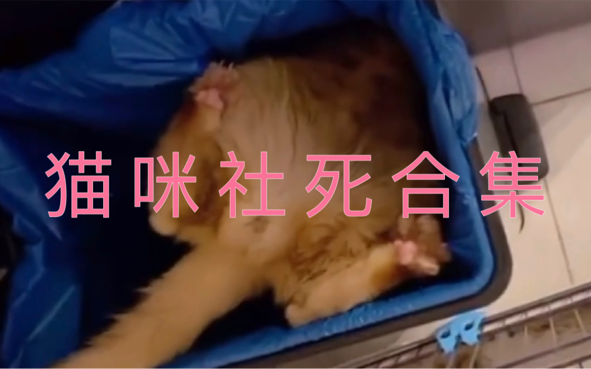 猫咪社死合集哔哩哔哩bilibili