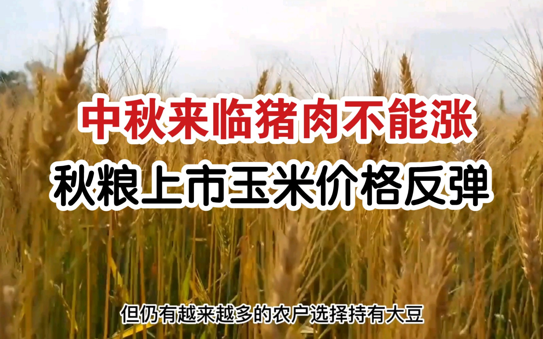 中秋佳节临近国家拍卖储备肉,还约谈企业探讨未来猪肉价格;新玉米未上市小道消息已开始满天飞,警惕资本再度踏入收购市场哔哩哔哩bilibili