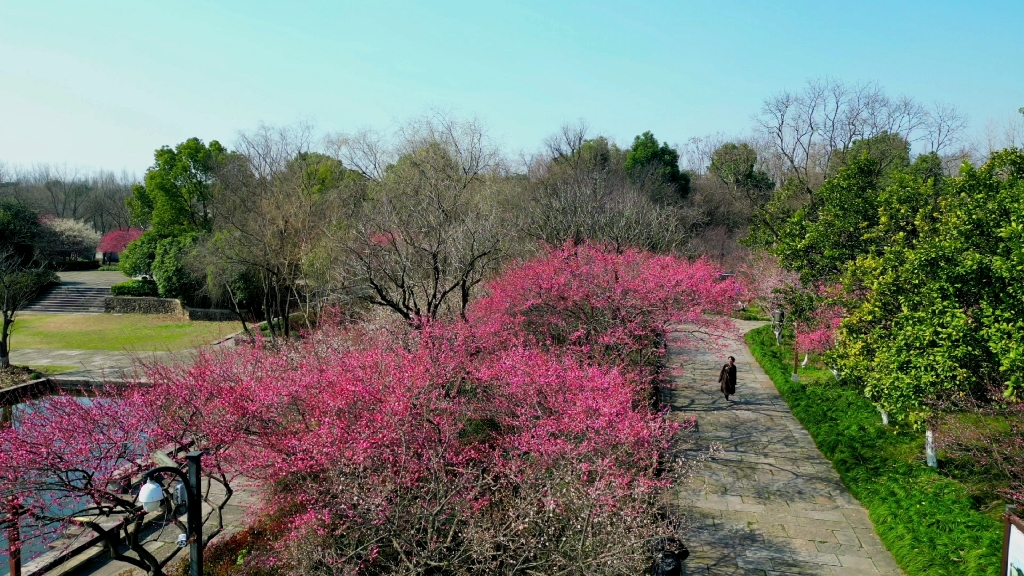 杭州西溪湿地梅花盛开啦