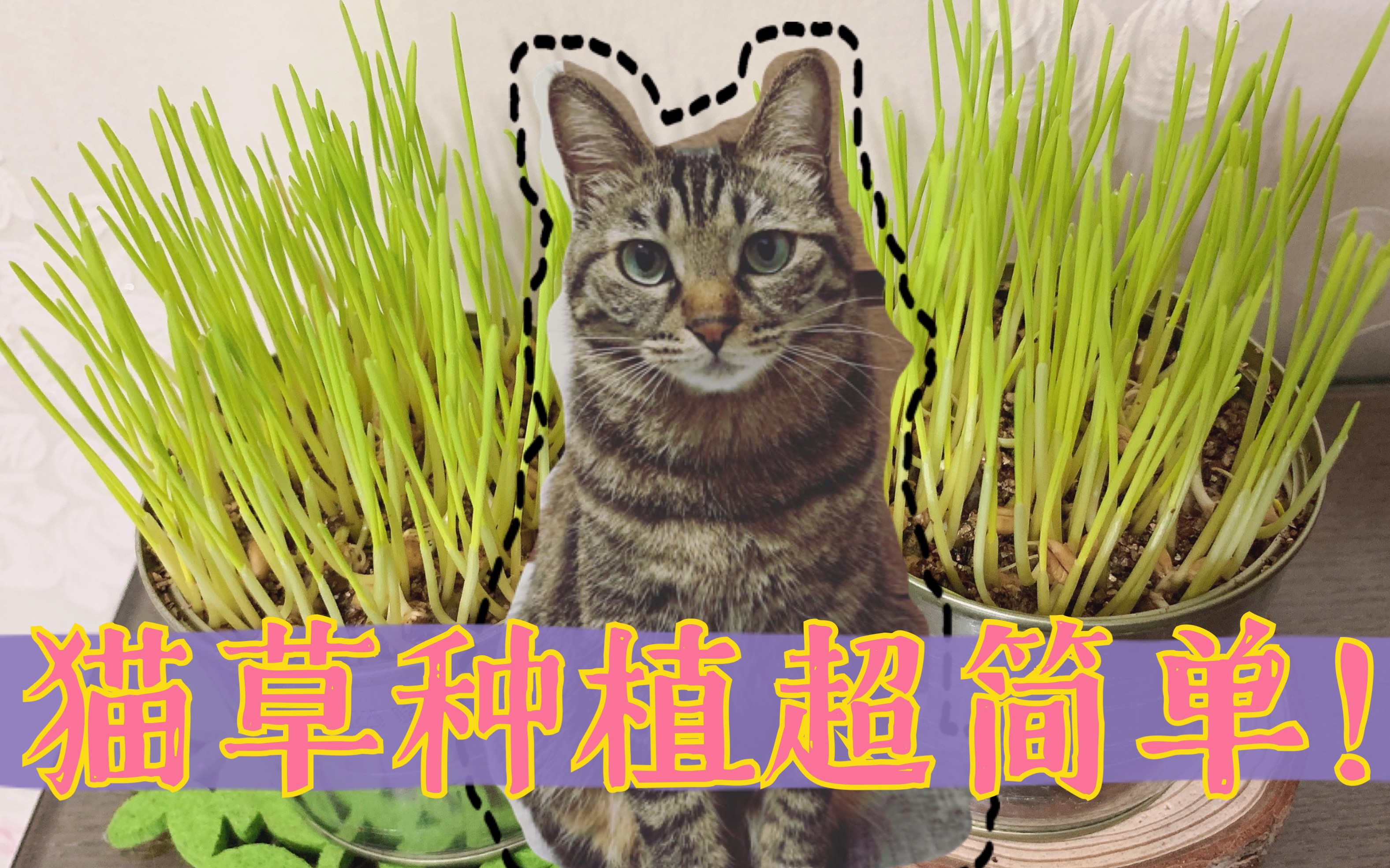 【猫草种植】教你种猫草,原来种猫草可以如此简单!宠物猫的最爱~哔哩哔哩bilibili