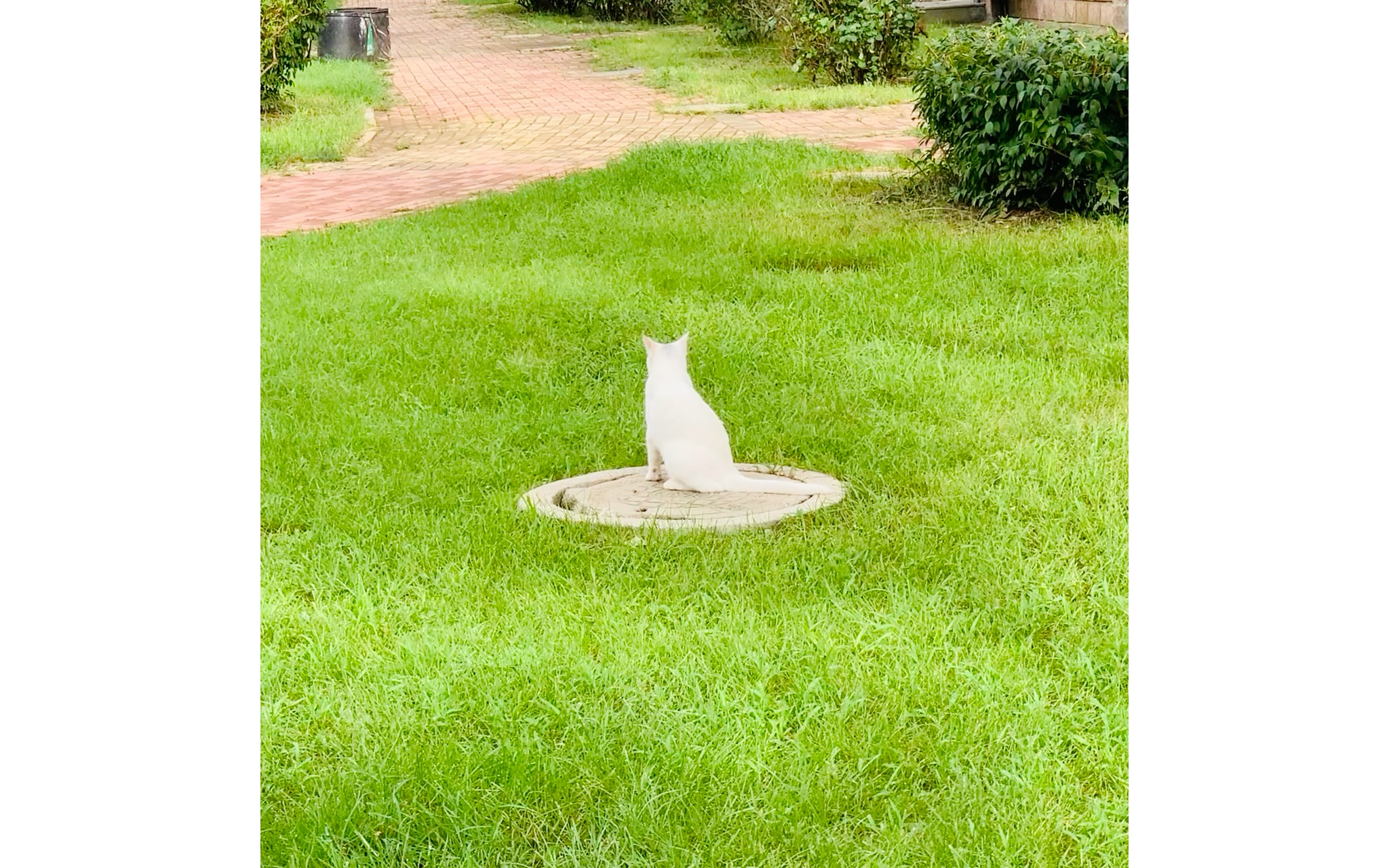 [图]偶遇一只小白猫｜绿色的草地上 白色小猫 最显白的两个颜色 白到反光！可耐死啦！