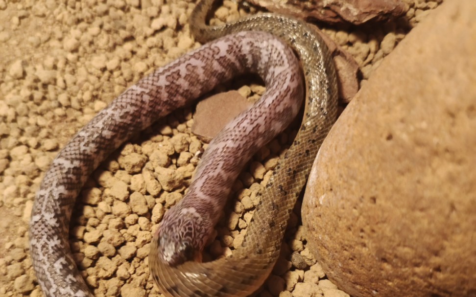 布鲁克王蛇(佛州王蛇)捕食