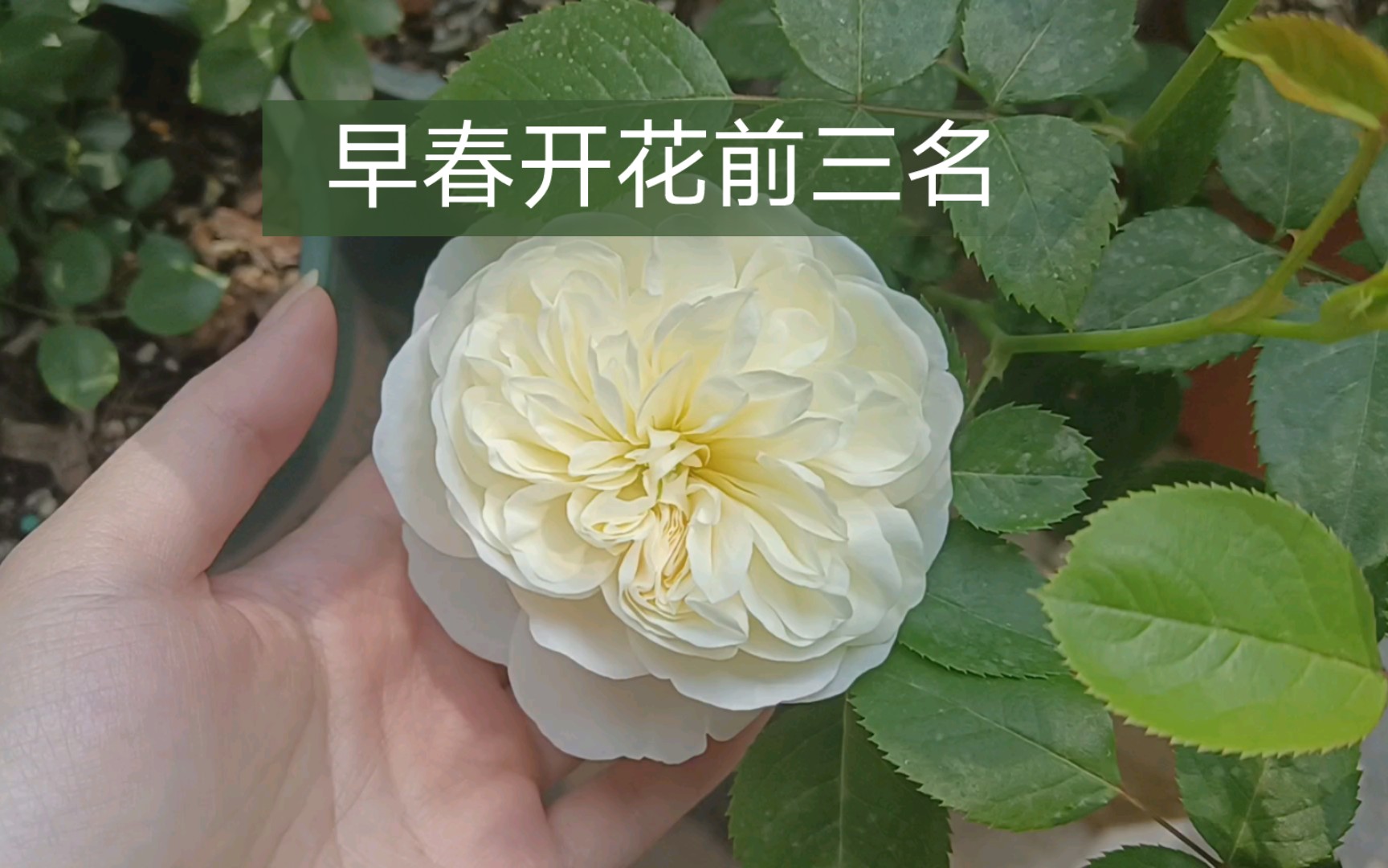 争先开放的月季们——柏姬/说愁/光明知更鸟