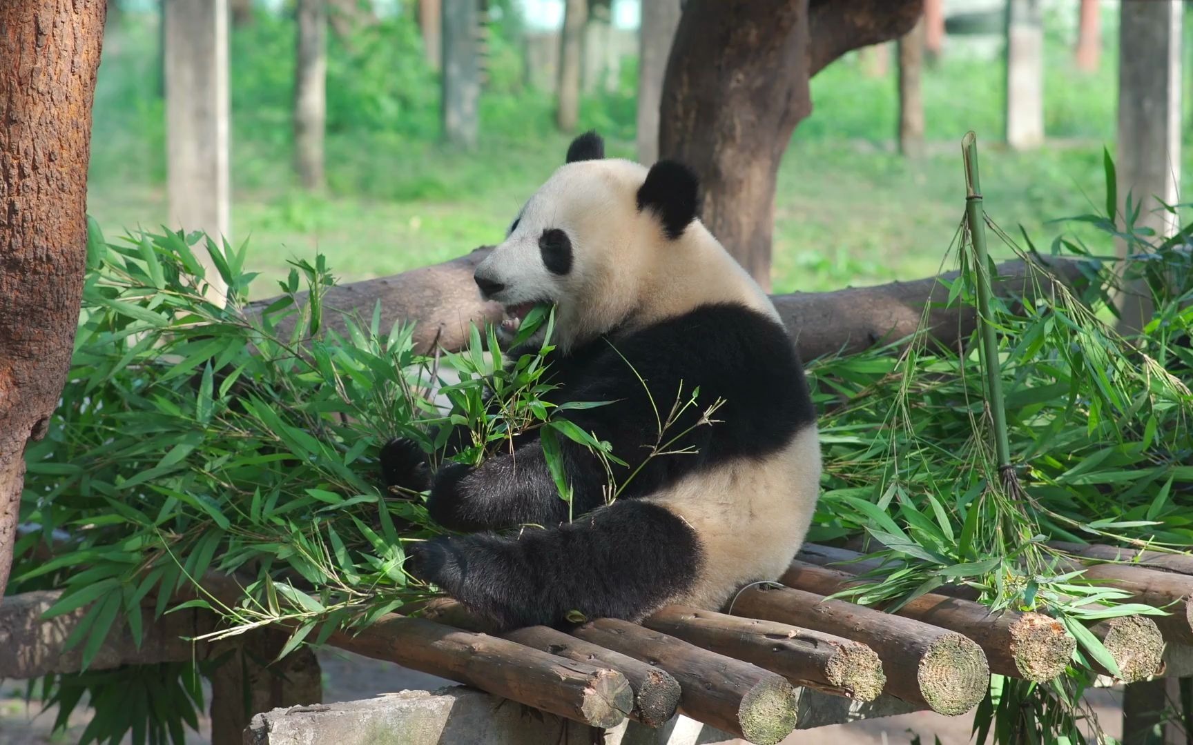 [图]4k动物园熊猫吃竹子睡觉