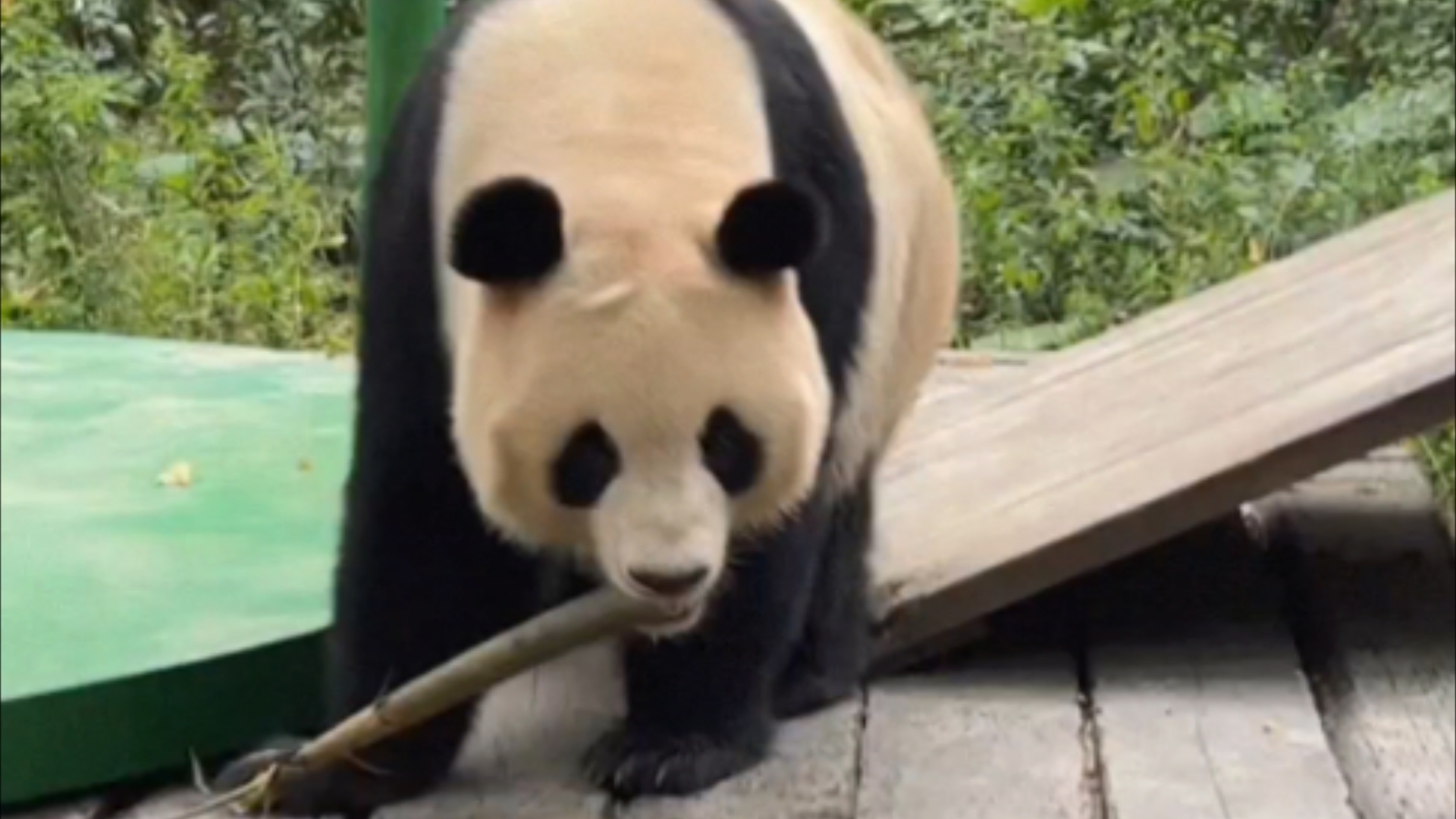 241012大熊猫三胞胎萌帅酷直播录屏