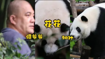 Tải video: 9.10谭爷爷收猫...和叶一喊就往回走，花花不动