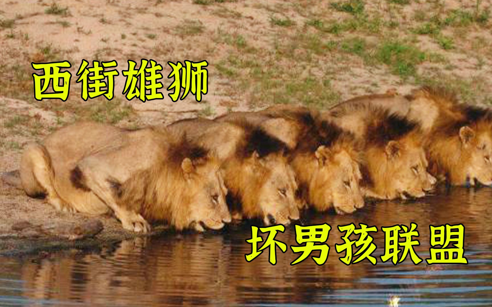 西街雄狮坏男孩联盟_哔哩哔哩_bilibili