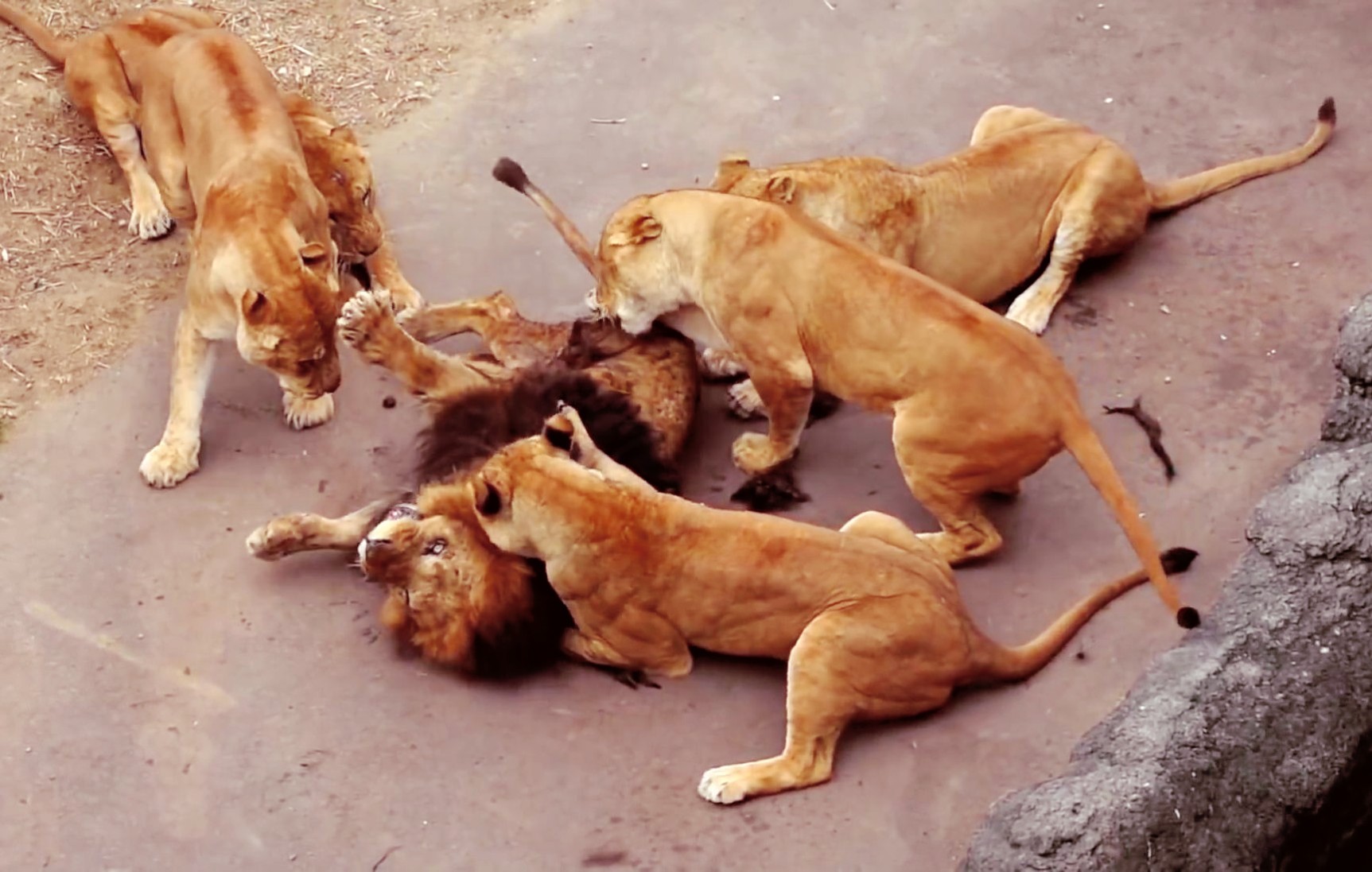 雄狮被6只母狮撕咬这是犯了什么错下场这么惨