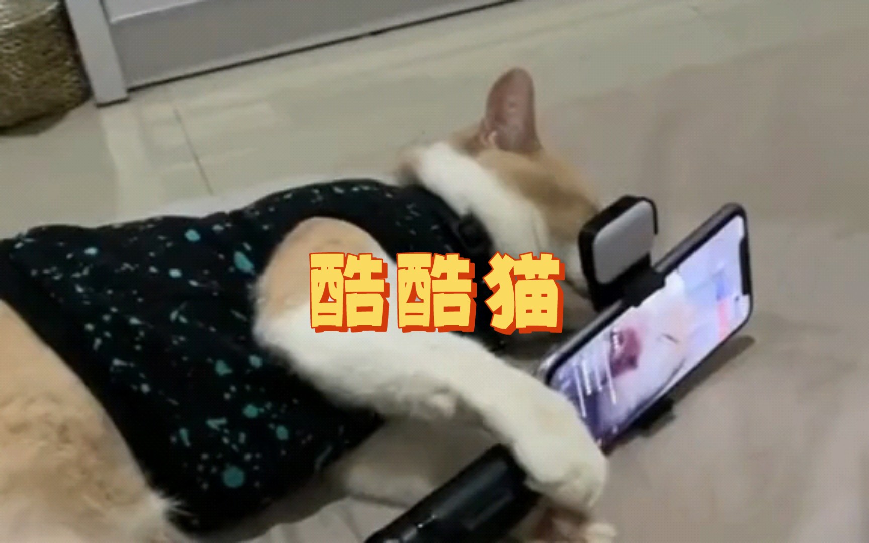 这只酷酷猫真的太有范儿了!哔哩哔哩bilibili