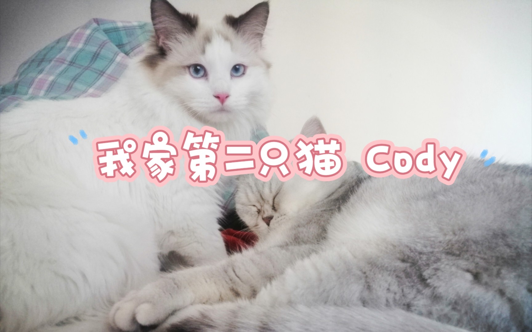 【小学生练笔】《我家第二只猫 Cody》哔哩哔哩bilibili