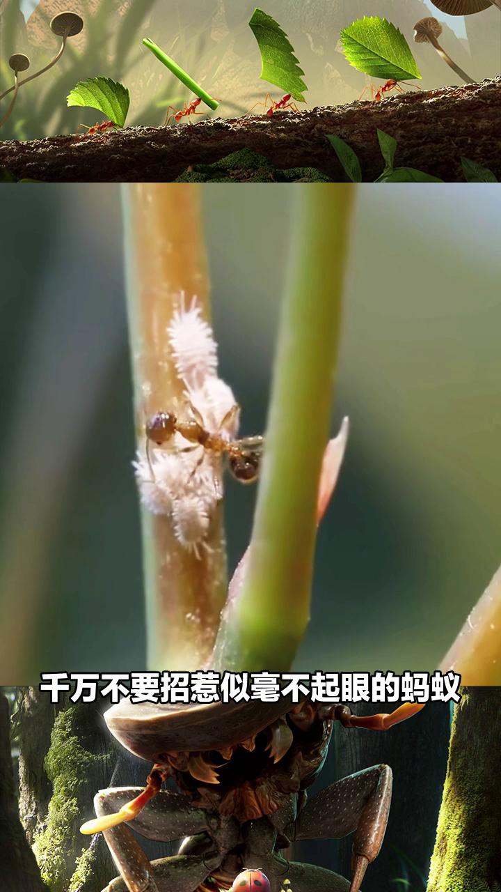 521943_521942-xx【小小蚁国】-20220830-o-最强蚂蚁(预约休闲入口)