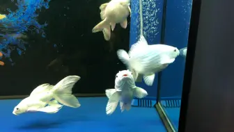 蝴蝶鲤成长 3cm 15 Cm 哔哩哔哩 Bilibili