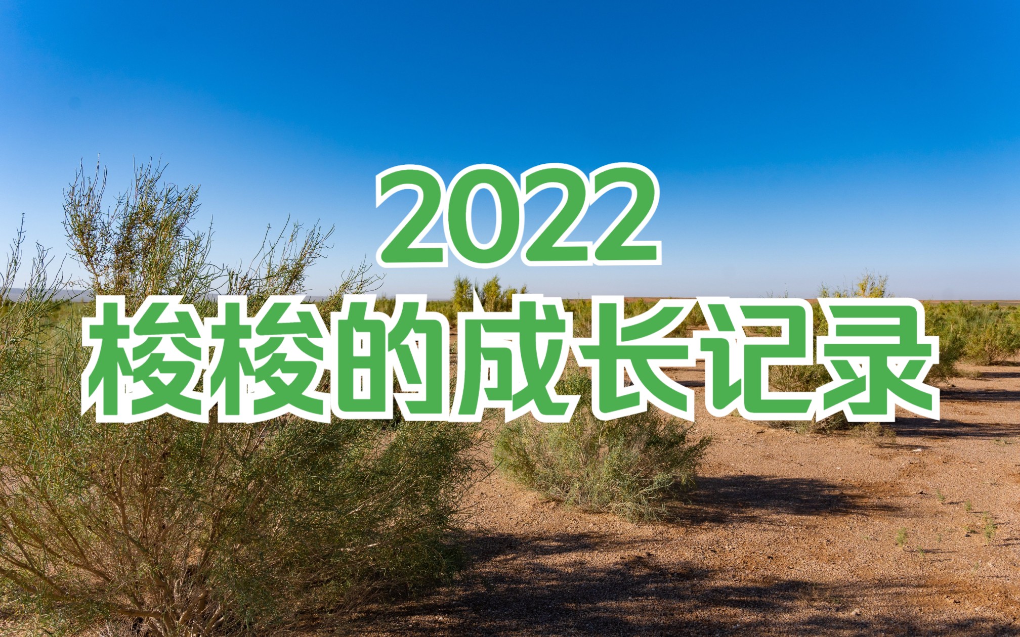 [图]2022：梭梭的成长记录