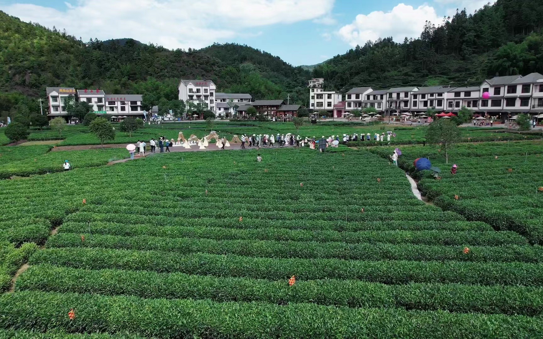 千年茶乡,茶香千年